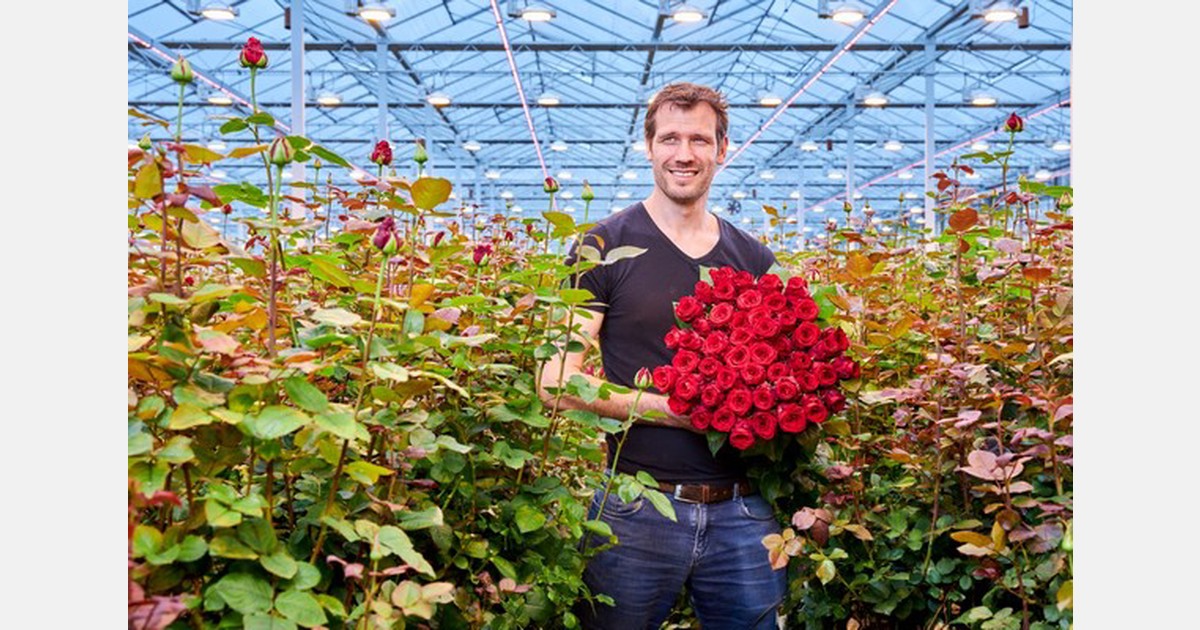 Dutch rose grower achieves higher production, improved quality with