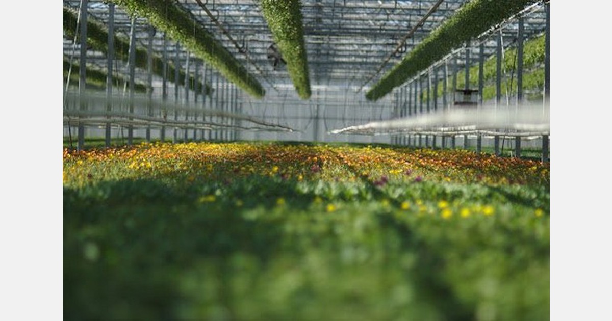 Dutch Greenhouse Delta