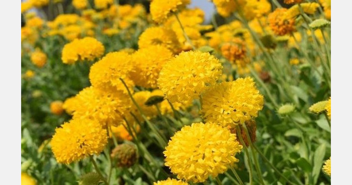 Influence of different times of planting on seed attributes of