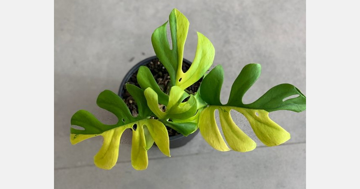 Indoor plant with four leaves sells for 8,000 in New Zealand
