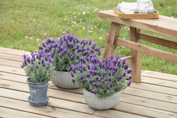 Danish breeder ventures into lavender