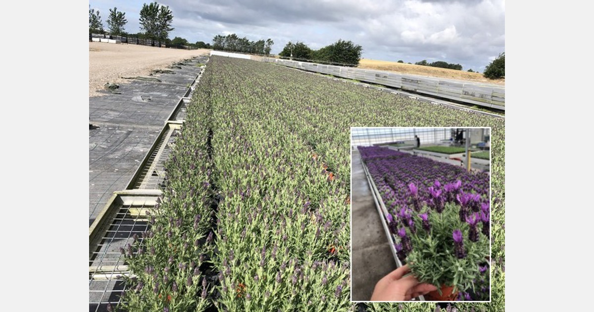 Danish into breeder lavender ventures