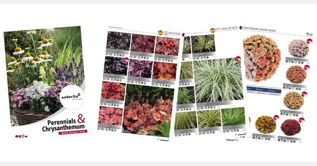 Selecta one launches Perennials and Chrysanthemum catalogue 2021