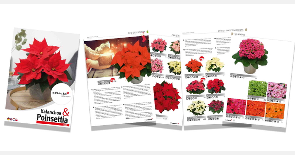 Selecta One presents Poinsettia & Kalanchoe catalogue 2021