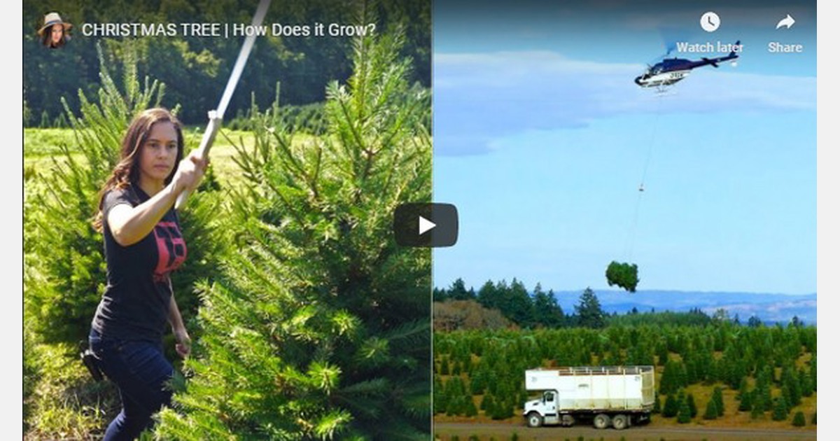 US Watch how helicopters harvest millions of Christmas trees