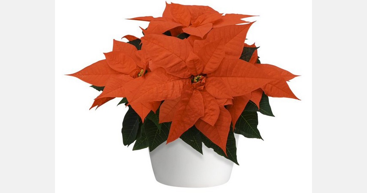 2021 poinsettia catalog available now from Selecta One