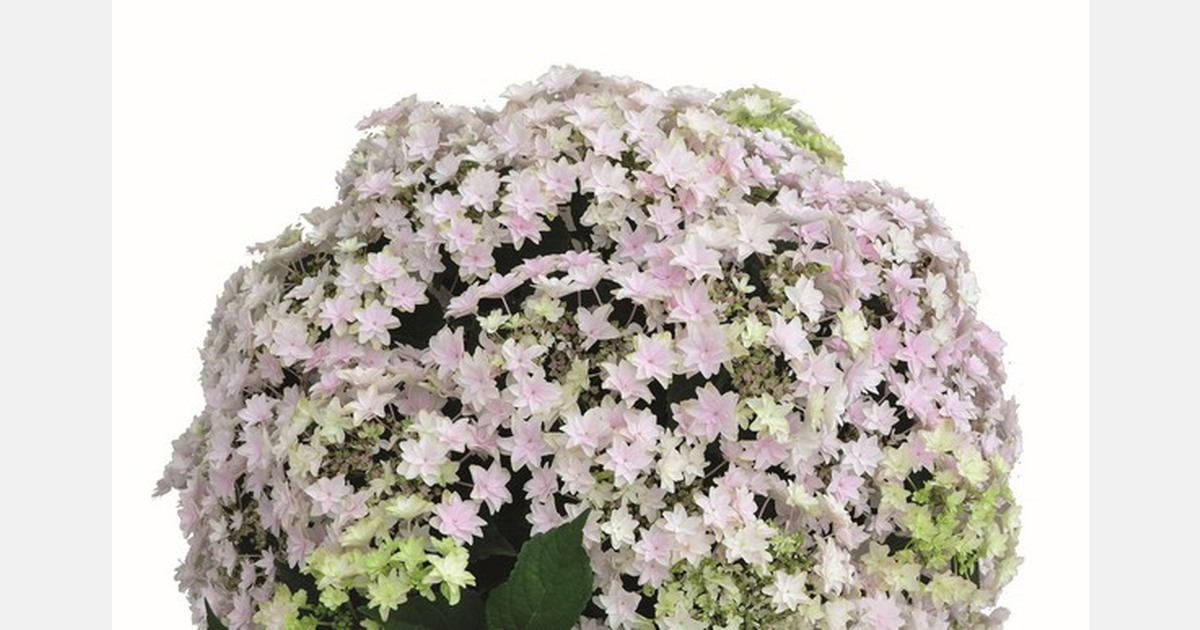NL HBA launches new pot hydrangea catalog 2021
