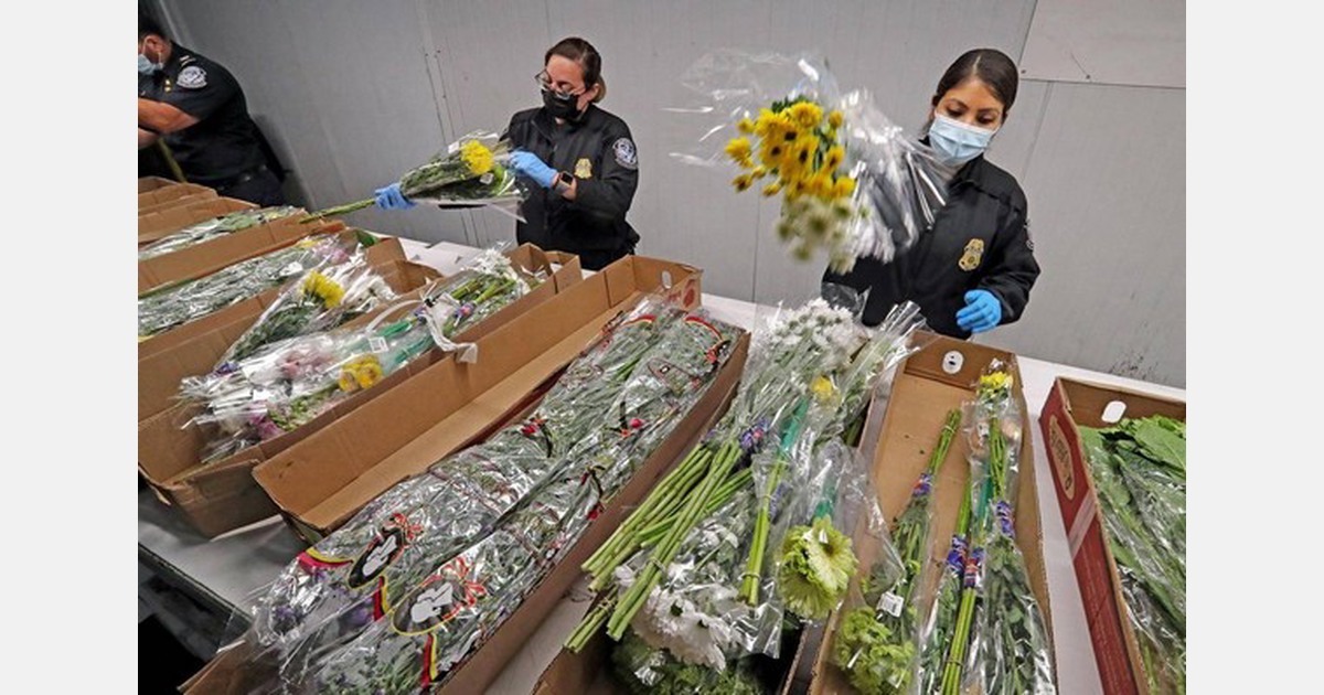 US Final flowers arrive at Miami Airport before Valentine’s Day