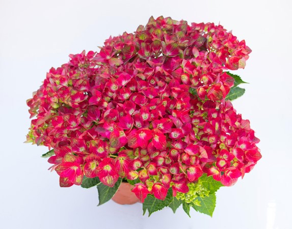 スポーツトイ・アクショントイ Hydrangea Cattleya / Fervent Red Red Sensation Hydrangeas for Sale | FastGrowingTrees.com