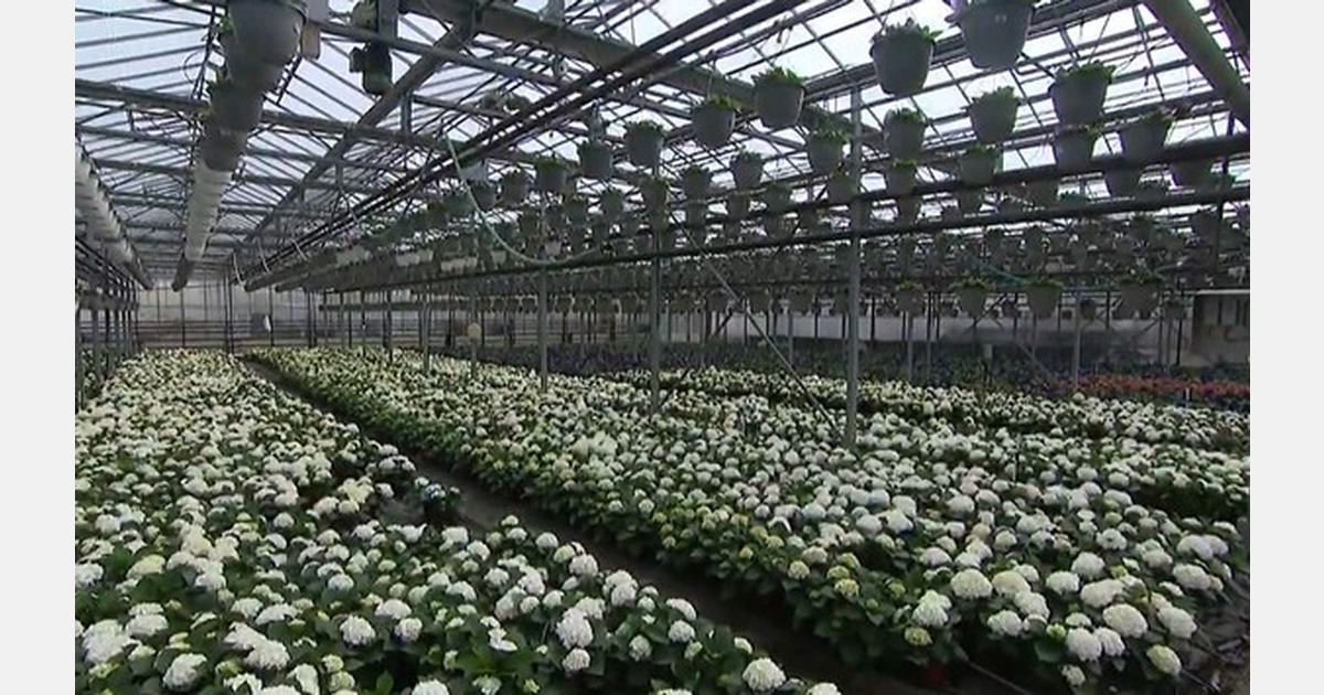Kurt Weiss Greenhouses growing for a century
