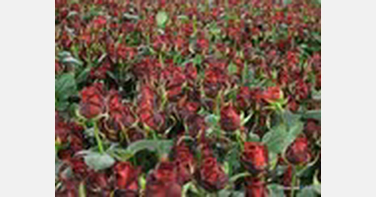 Kenya: Protocols for the management of the false codling moth in roses