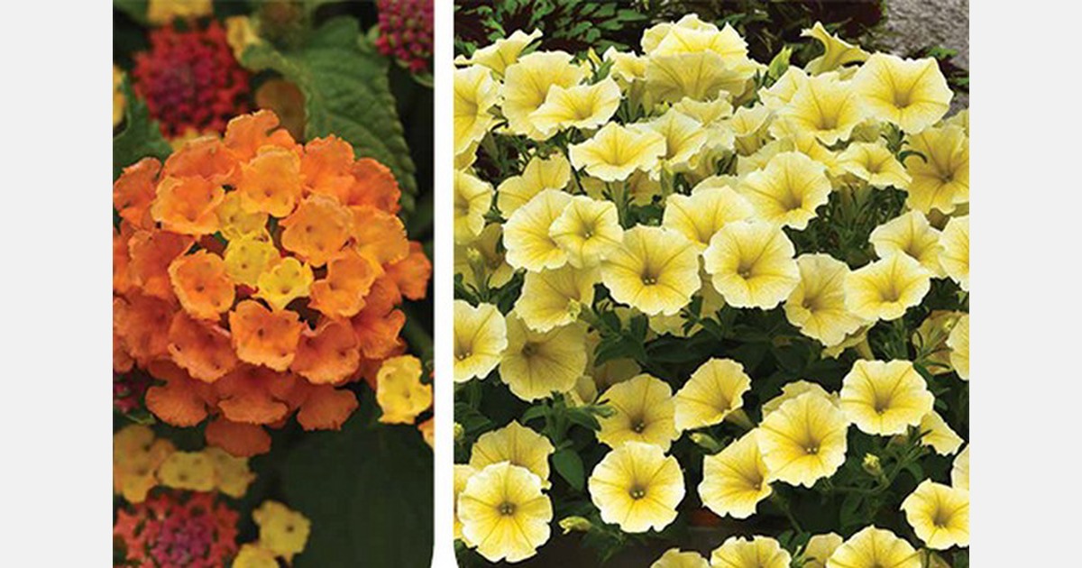 2022 Ball FloraPlant Catalog is now available