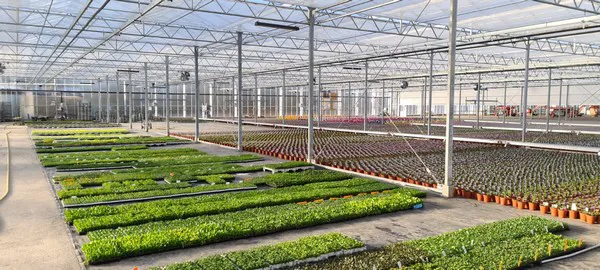 UK wholesale plant supplier invests in own growing area, first just