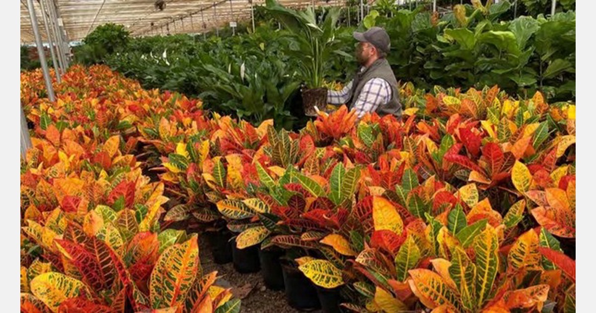 San Diego County agriculture output tops 1.8 billion