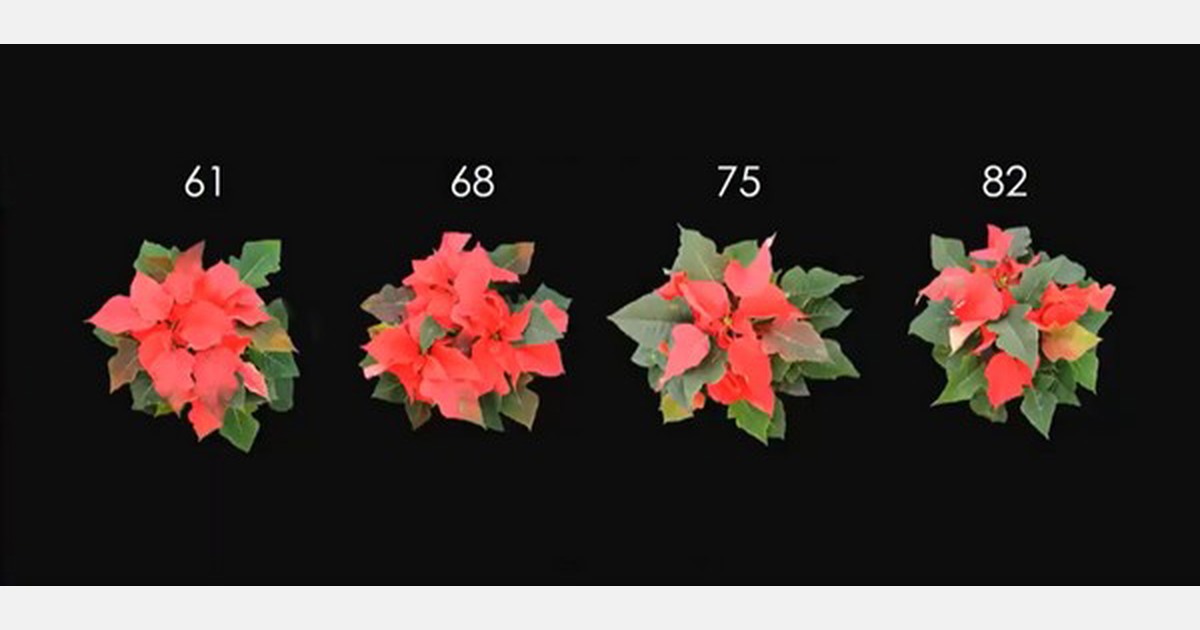 How to grow poinsettias in a warming climate