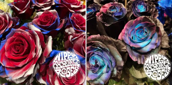 Hippy Psychedelic Rose Varieties - Jet Fresh Flower Distributors