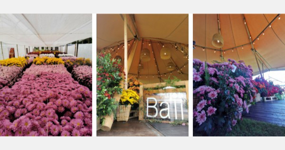 “We were the newest breeders of chrysanthemums at the Chrysanthemum