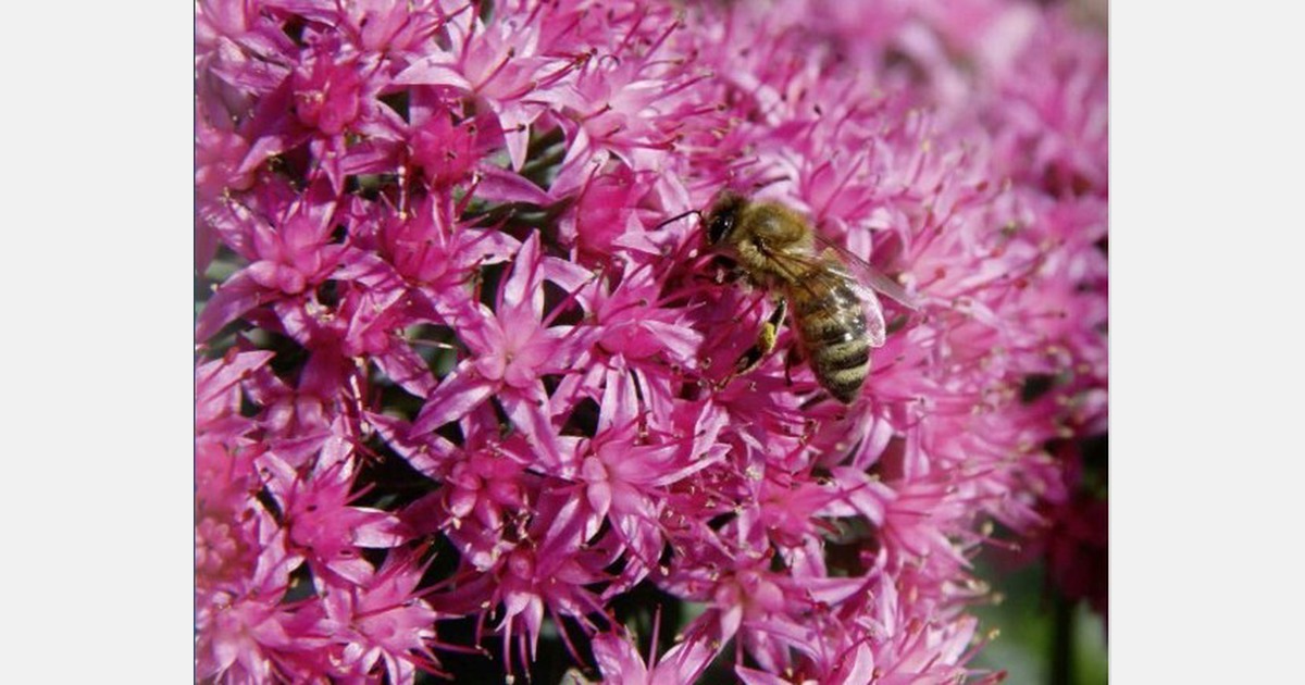 New perennials + chrysanthemum catalog 2021/2022