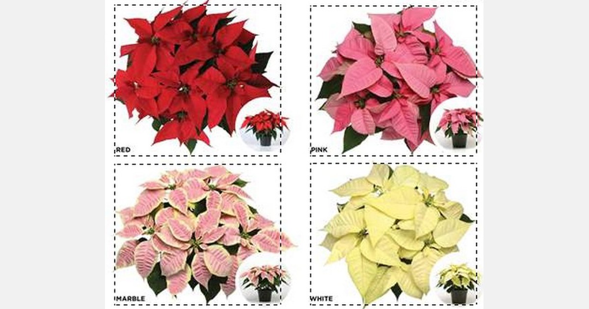 Selecta One presents 2022 poinsettia catalog