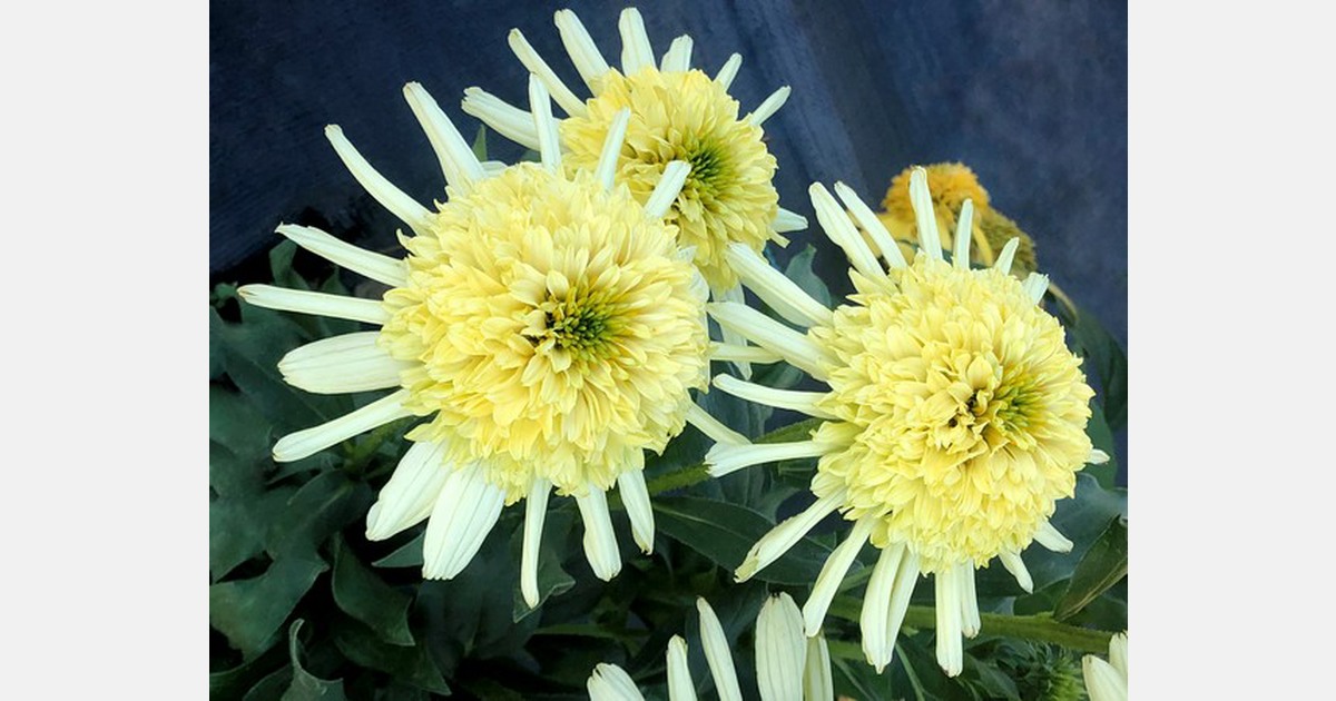 Terra Nova Nurseries introduces sneak peek of Echinacea Sundial ‘Zenith’