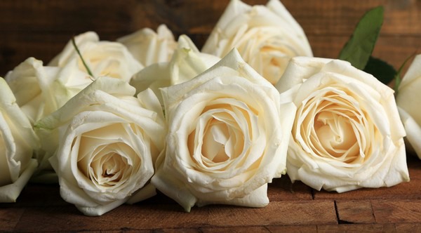 White roses: what do they mean?