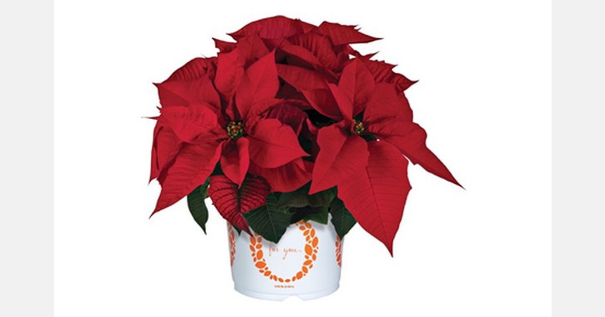 Dümmen Orange unveils new poinsettia varieties for 2022