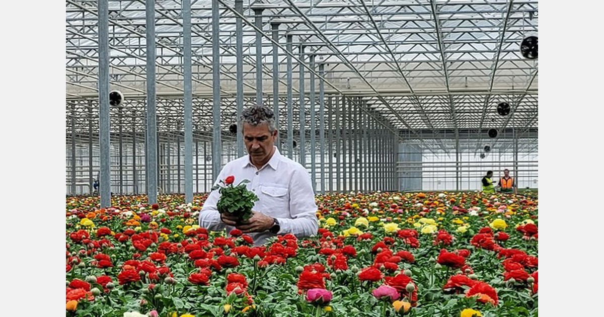 Tesco set to go peatfree on UKgrown bedding plants