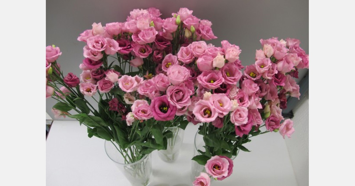 New flower food product to improve petal color intensity and vase life