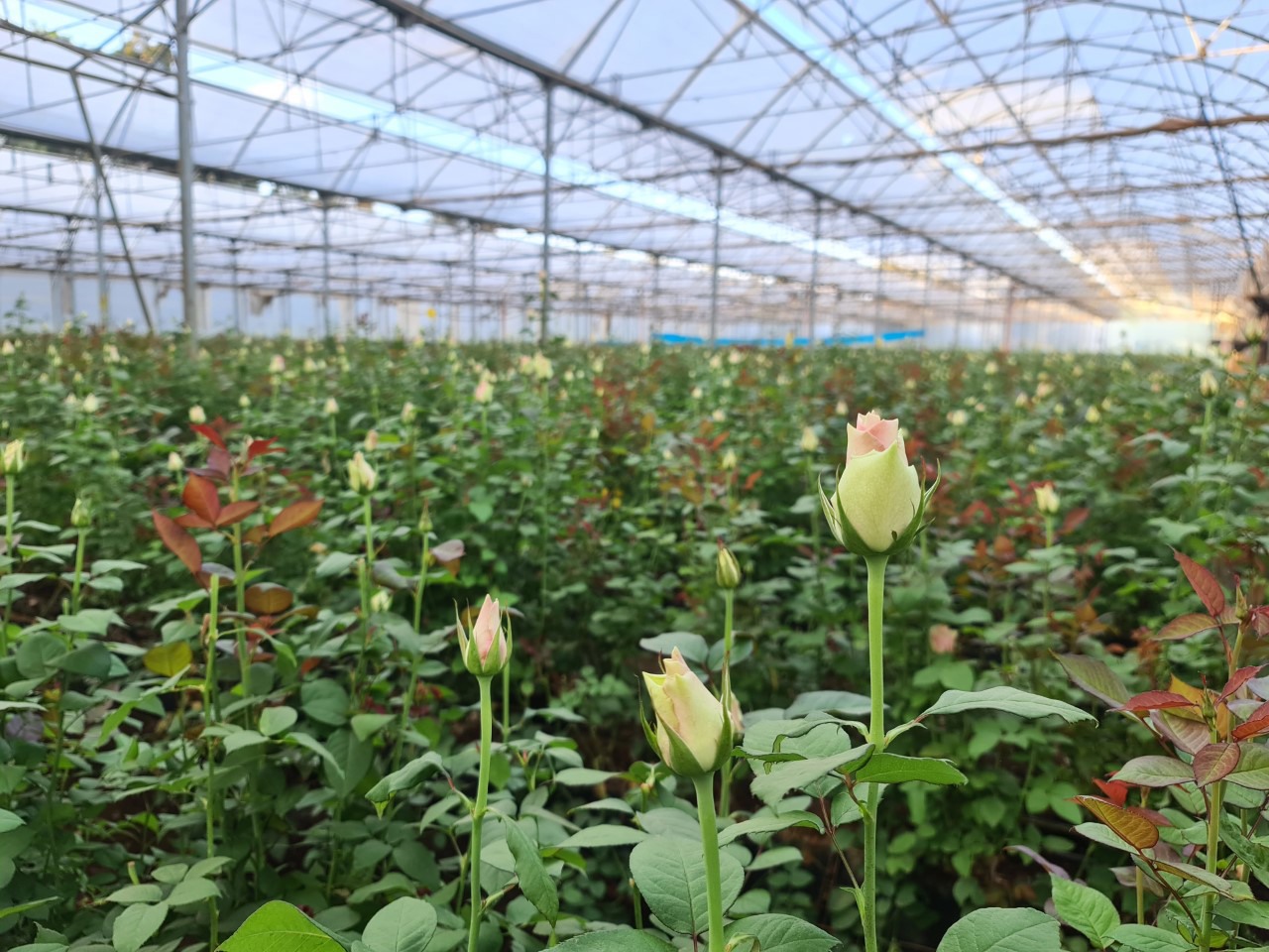 Kenya Solai Roses expands to 40 ha