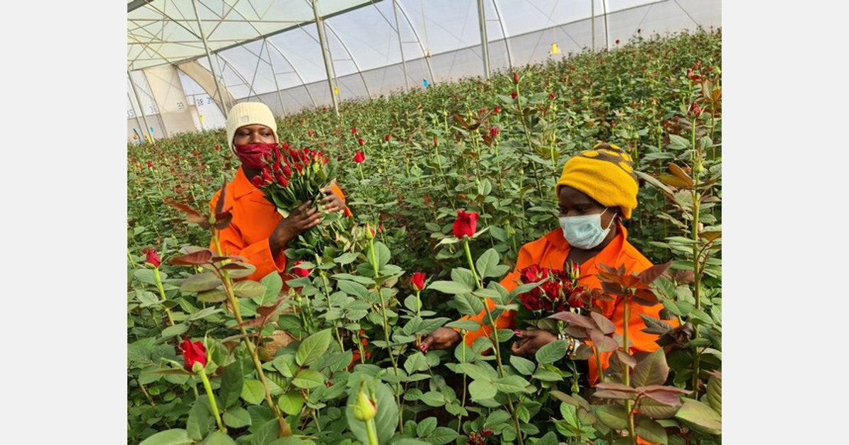 Rose Flower Farming In Kenya Best Flower Site