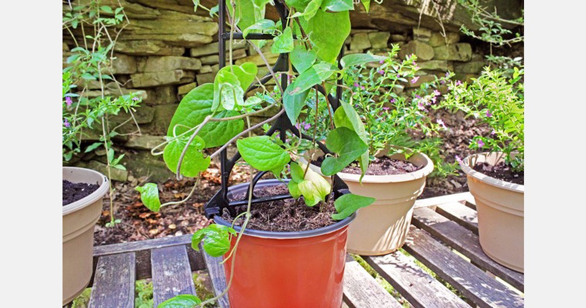 A plant support system keeps plants looking their best