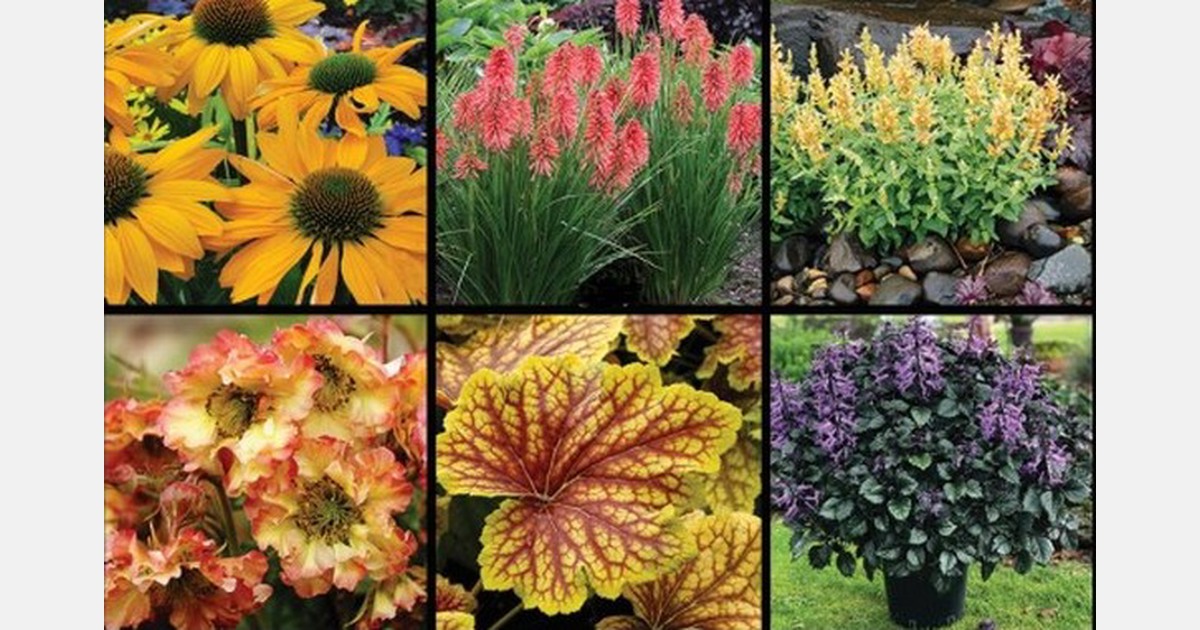 Terra Nova Nurseries releases new digital/print product catalog for
