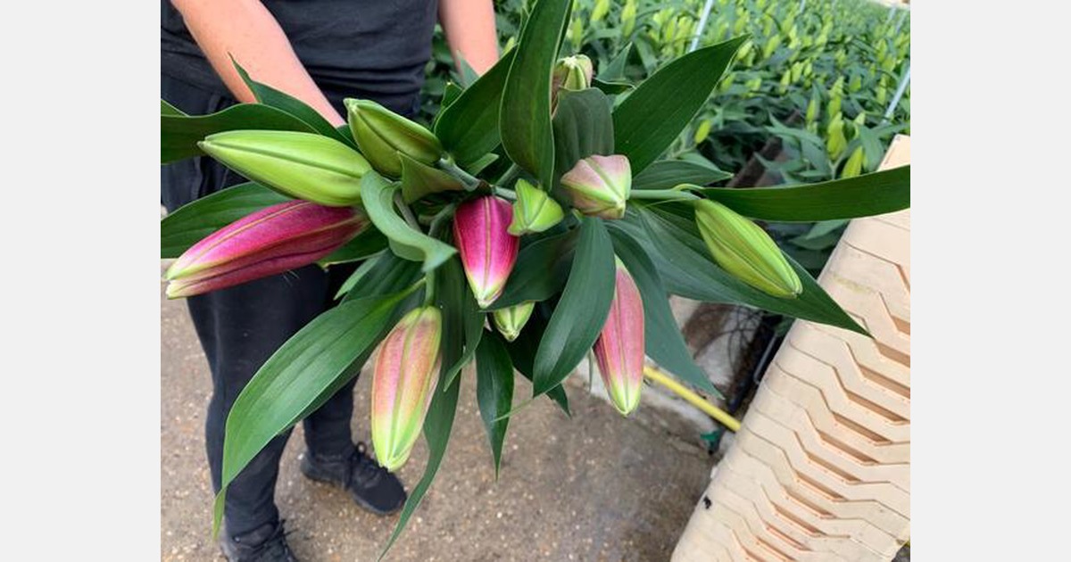 UK Cut flower nursery business for sale