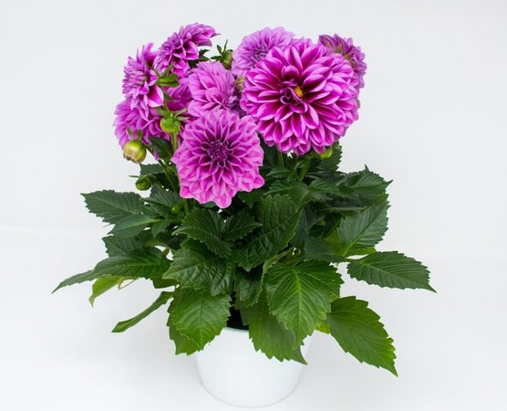 Brandkamp's dahlia series Dalitza is growing