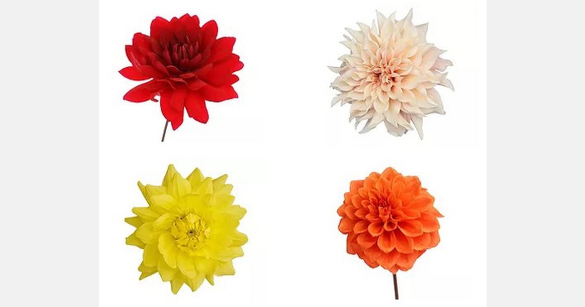 Freshcut dahlias now available yearround from Alexandra Farms