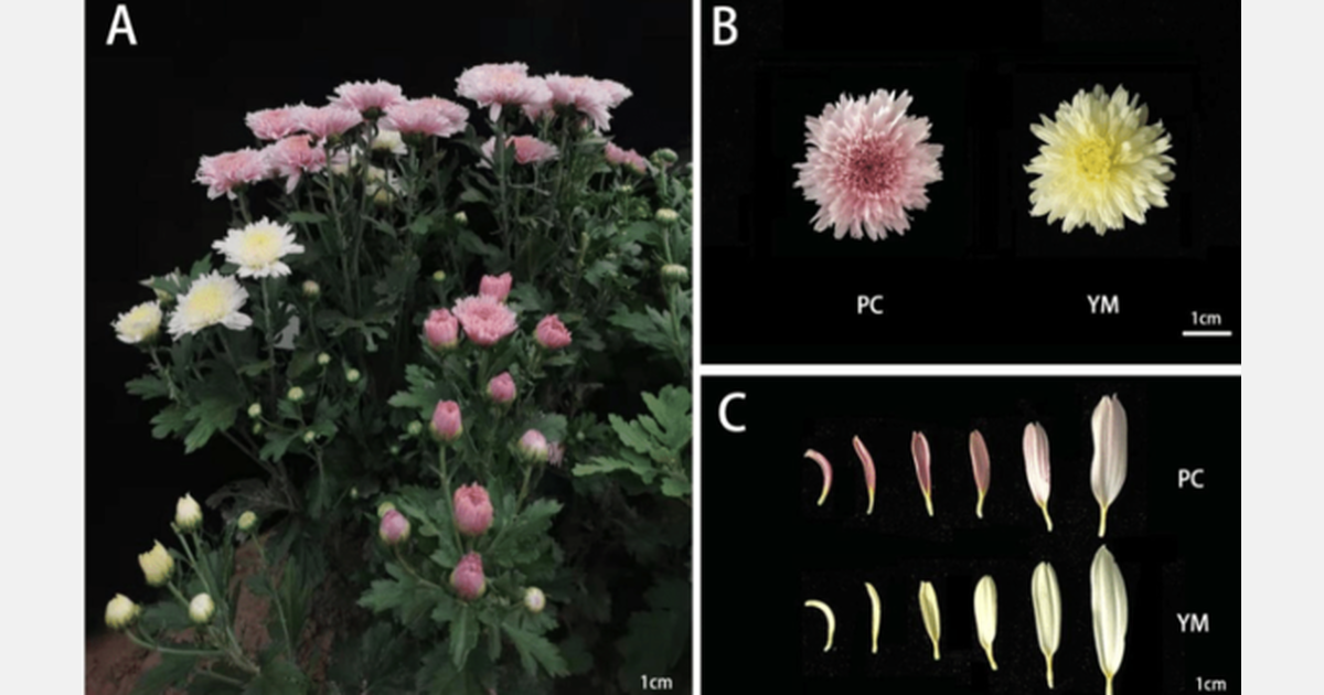 Identification and characterization of petal color change from pink to ...