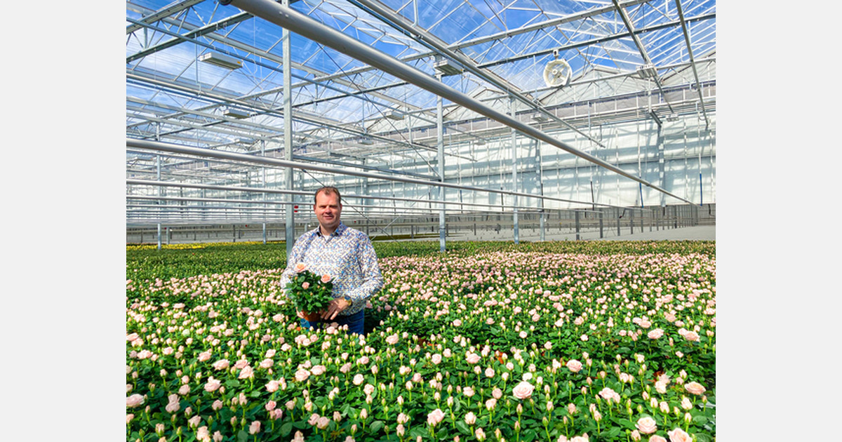 Circulation fans for a uniform temperature for potted roses
