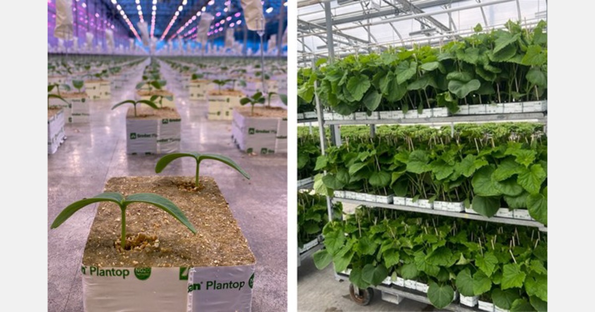great-lakes-greenhouses-begins-new-chapter-with-new-dynamic-led-grow-lights