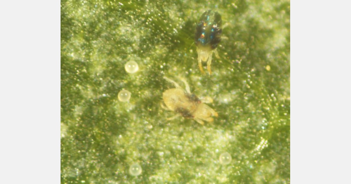 Phytophagous mites and their management on ornamental plants