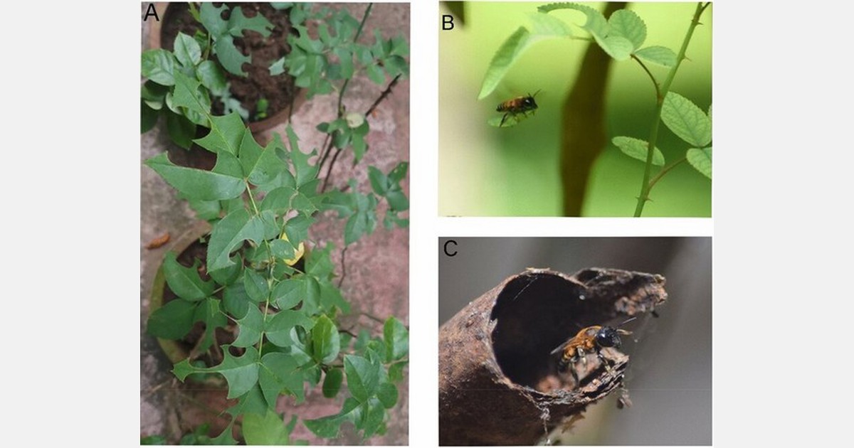 Ornamental roses for conservation of leafcutter bee pollinators