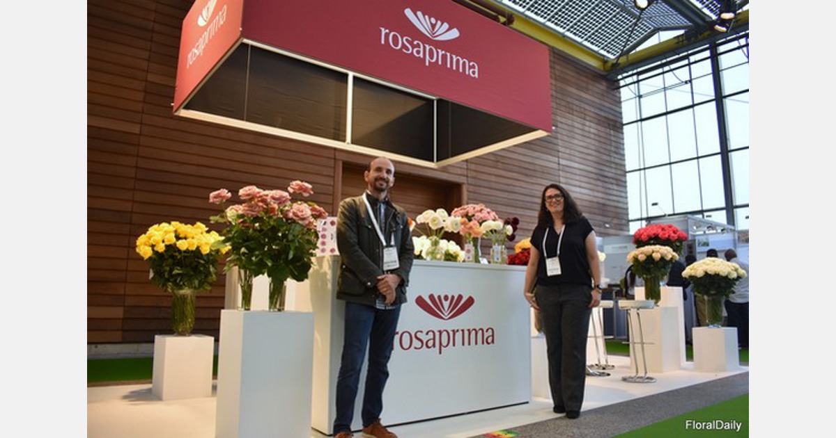 Rosaprima adds anemones to their catalog