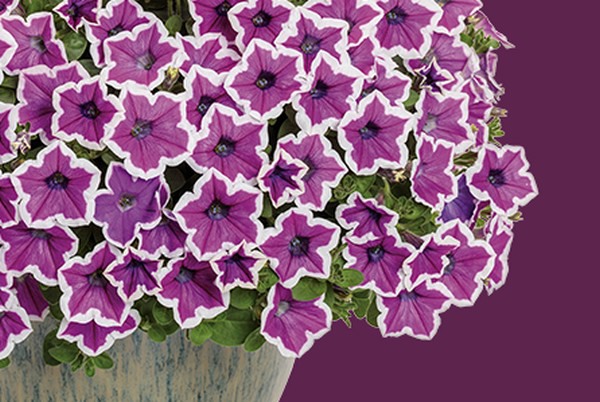 その他 somunia level up project ZXI 15