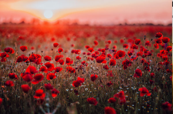 National Poppy Day: Why the flower matters