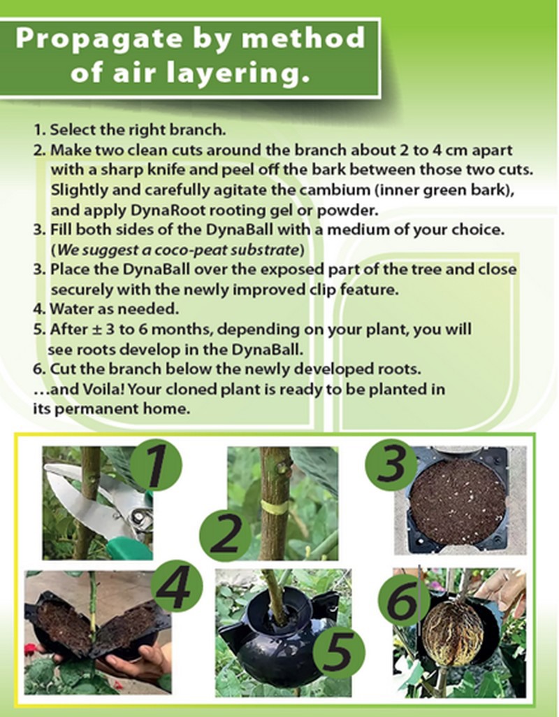 “Simplifying air layering for successful plant propagation”