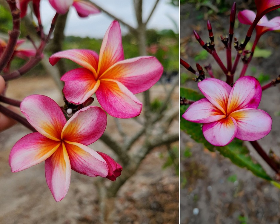 Fleurizon presents new introductions for 2024