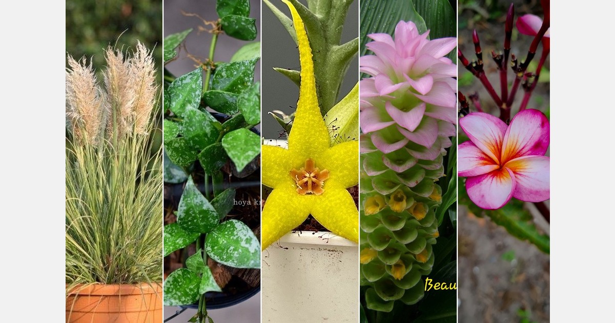 Fleurizon presents new introductions for 2024