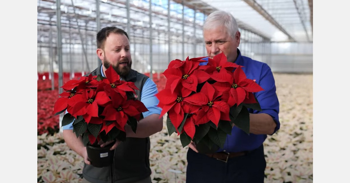 New poinsettias for 2024 from Selecta One North America