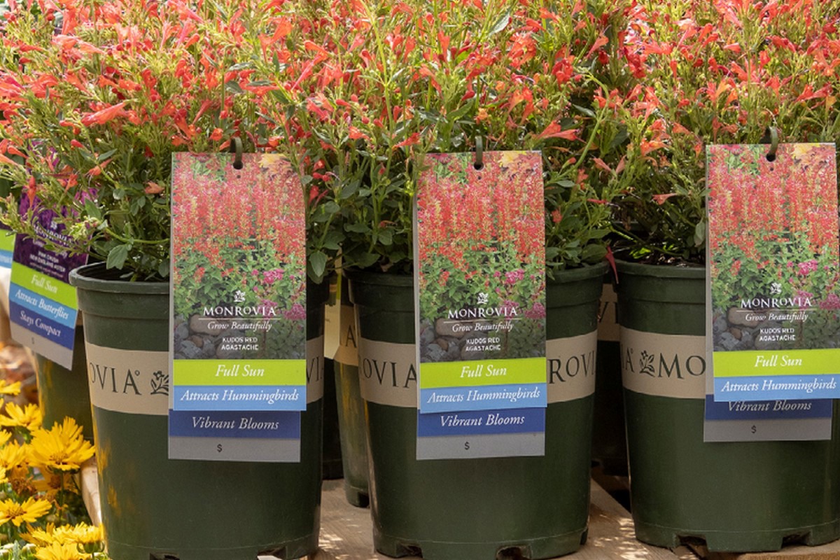 Beneficial insect sachet now included with Monrovia Mandevilla