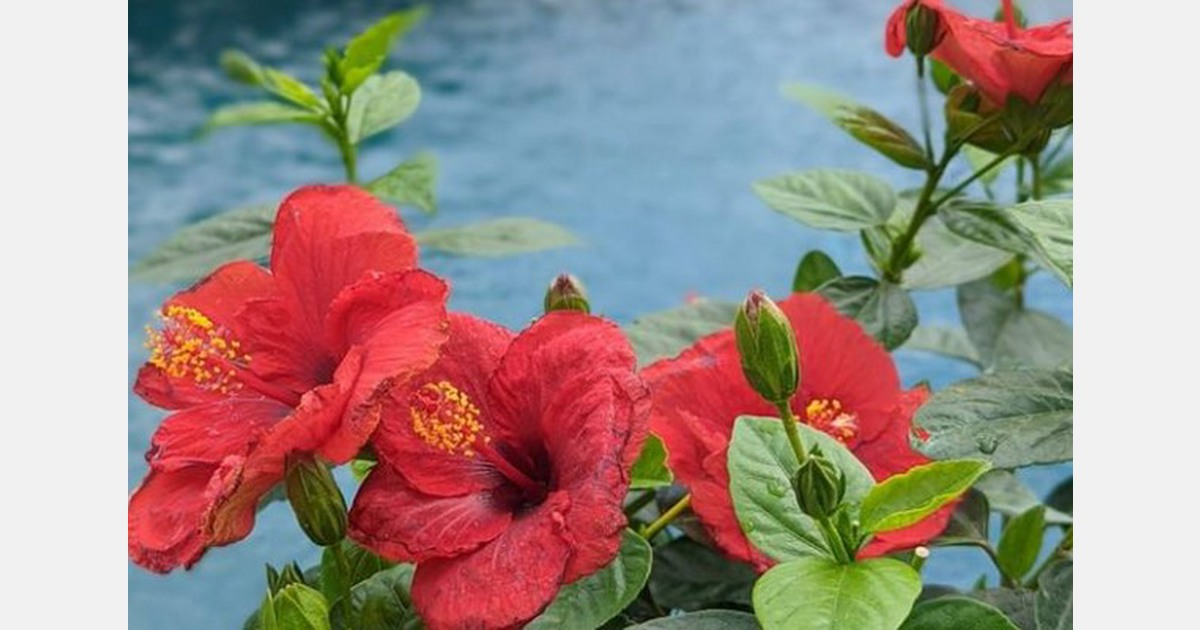 Spring Meadow to add Hollywood Hibiscus to flowering shrubs catalog