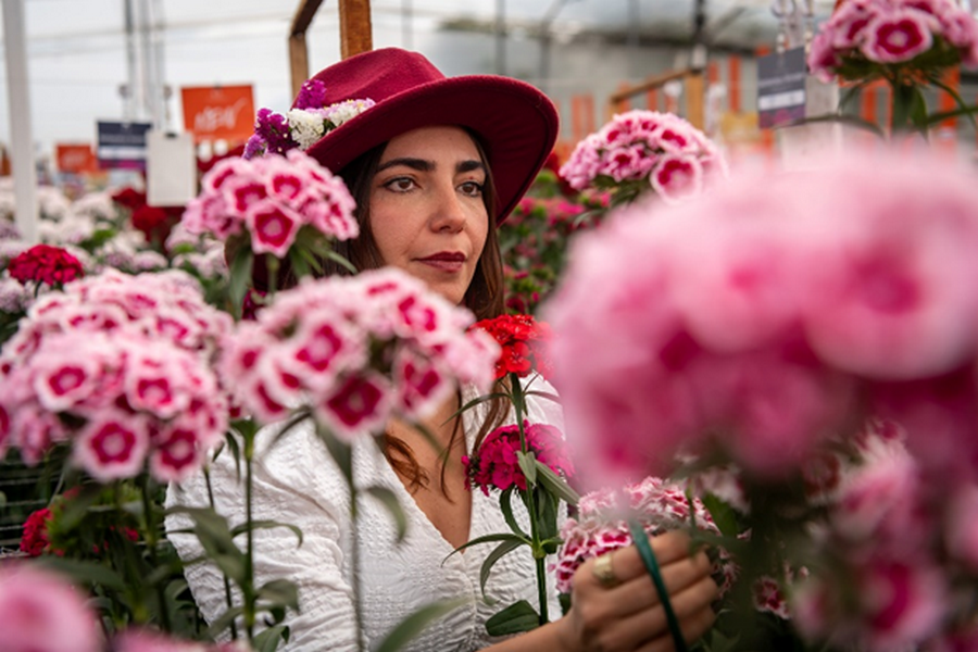 Dümmen Orange showcases varieties on Dianthus Week 2024 in Colombia